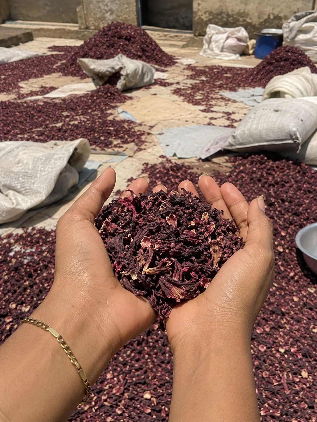 Dried hibiscus calyces held above a sunlit drying yard