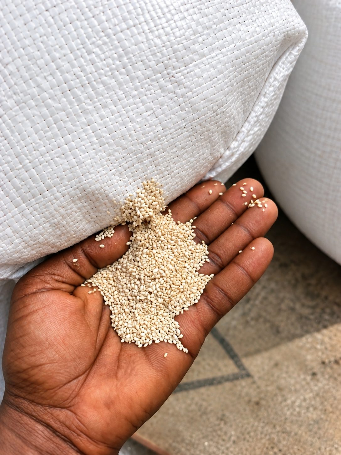Hulled white sesame seed sampled from a stitched export sack