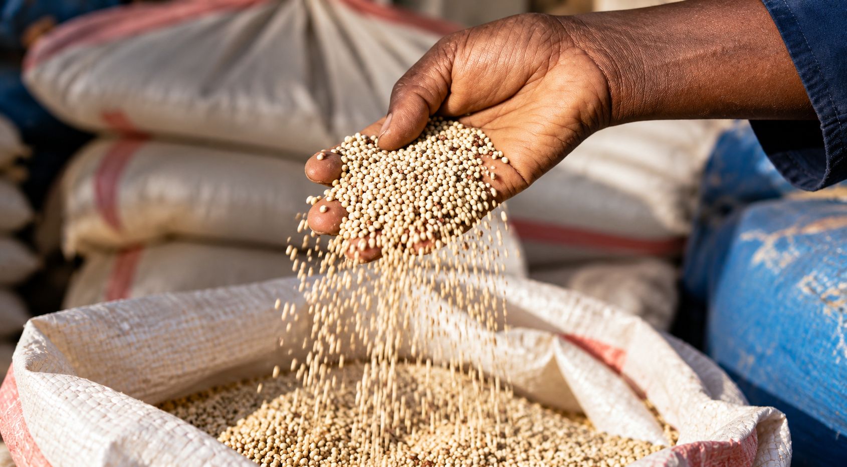Sorghum grain being poured by hand into a sack at an aggregation point