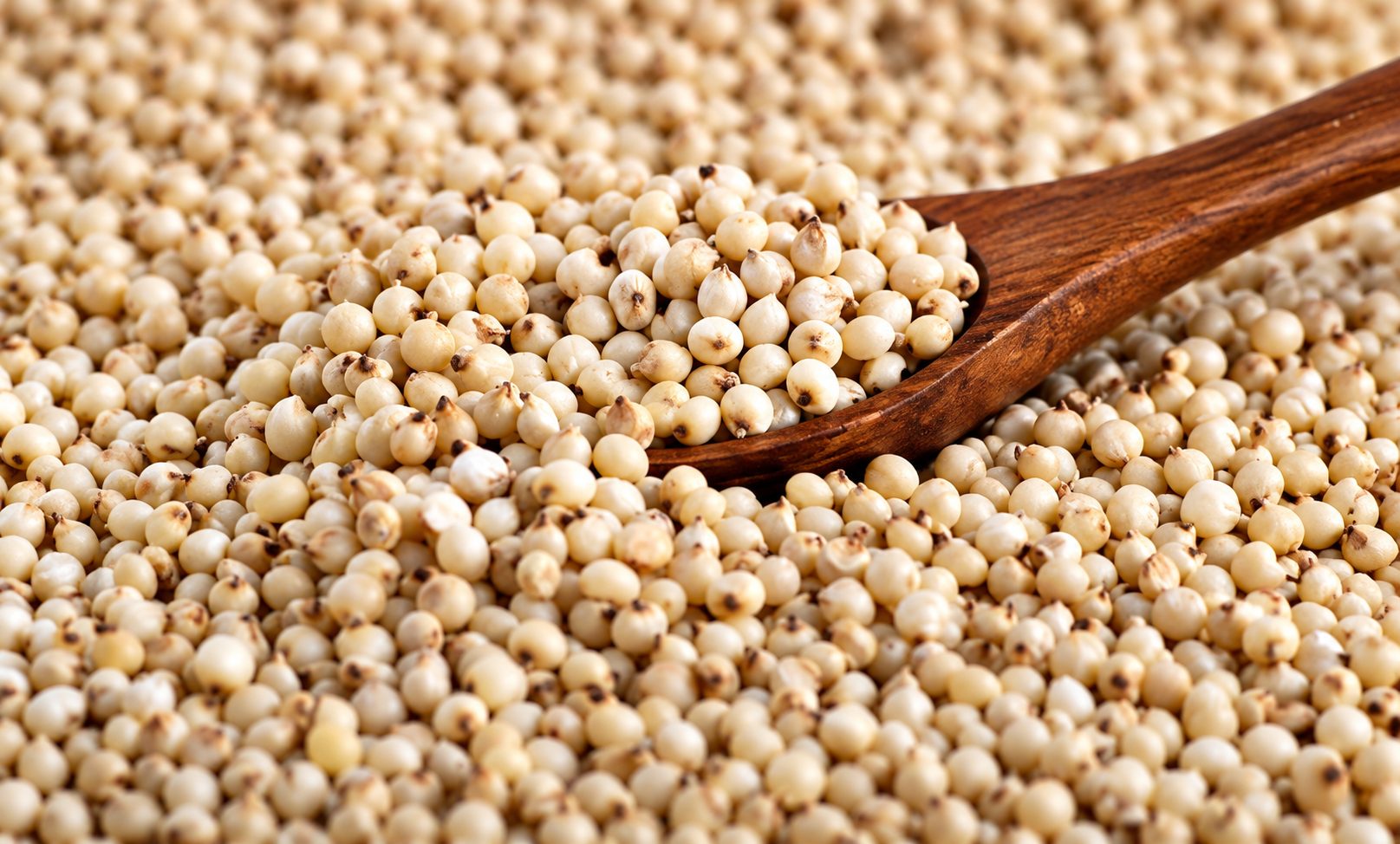 White sorghum grain prepared for culinary use