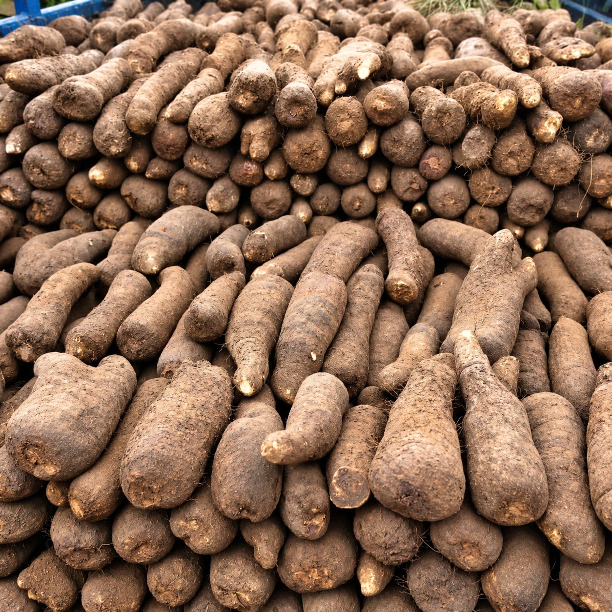 Stacked yam tubers at a sourcing point