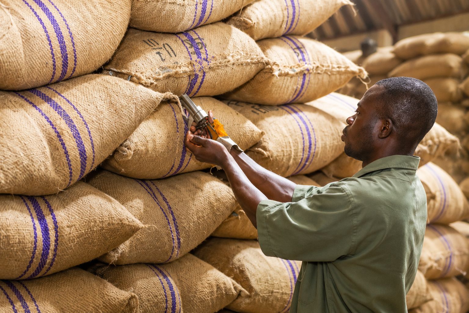 A commodity sample being drawn from a stacked jute sack for inspection